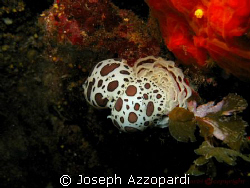 Nudi family by Joseph Azzopardi 